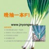 晚抽一本F1（進口） 高產 抗病性強 加工出口創(chuàng)匯的優(yōu)良品