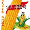 創(chuàng)玉336號(hào)(玉米）