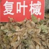 復(fù)葉槭種子價(jià)格