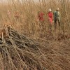 山東大型竹柳育苗基地