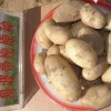 2015農(nóng)科院供應一級土豆種子夏波蒂克新1號