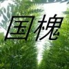 大量批發(fā)國(guó)槐苗 蘋果苗 山楂苗 皂角苗 花椒苗