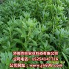 供應(yīng)救心菜種苗，養(yǎng)心菜種苗，費菜種苗，景天三七種苗