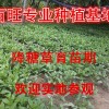 供應(yīng)富貴菜種苗，降糖草種苗，長(zhǎng)命菜種苗，特菜種子批發(fā)