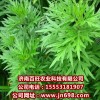 供應(yīng)柳蒿種子，柳蒿種苗，降壓草種苗的特野菜種子