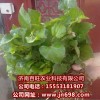 長(zhǎng)期供應(yīng)魚(yú)腥草種苗，特野菜種子等，瓜果種子等