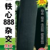 冬瓜種子-金記易成鐵心888雜交黑皮冬瓜F-888 金記種業(yè)