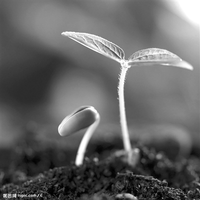 蔬菜種子為啥遲遲不發(fā)芽？