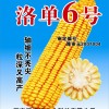 玉米新品種洛單6號(hào)