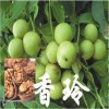 出售薄殼核桃樹(shù)苗★出售薄殼核桃樹(shù)苗★