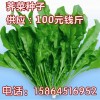 薺菜種子 野菜種子 薺薺菜 蔬菜種子