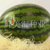 日本進(jìn)口精品西瓜種子，口感突出，肉質(zhì)硬，品質(zhì)佳。