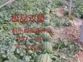 雙星西瓜種子 (1?)