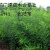 1米國槐小苗大量低價出售、1年生國槐小苗大量出售