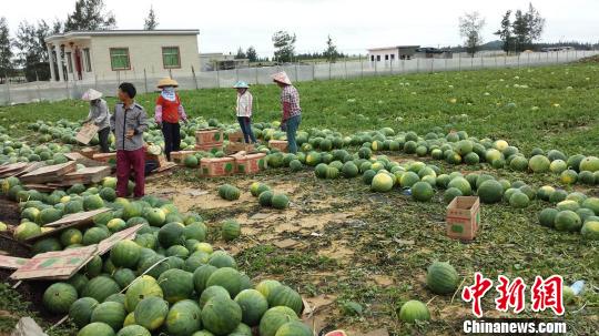 海南萬寧瓜農(nóng)吁查清問題瓜園：莫讓所有人擔污名