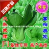 子豐華駿青梗菜小白菜上海青油菜棠菜蔬菜種子基地專用優(yōu)秀良種