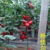 荷蘭進口粉佳爾西紅柿種子【耐高溫西紅柿種子】