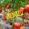 高產耐低溫番茄種子/以色列西紅柿種子