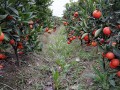 當前湖南樹人大型世紀紅柑橘基地完整視頻 世紀紅宣傳資料視頻 (3107播放)