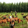 達州生態(tài)黑山羊，四川銷量好的麻羊