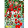 黑龍江越夏紅抗TY病毒櫻桃小番茄種子——要買優(yōu)質越夏紅-抗TY病毒櫻桃小番茄種子就到友賢種業(yè)