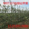 M9T337自根砧矮化蘋果苗，矮化蘋果苗,M26矮化蘋果苗