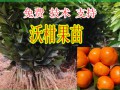 廣西沃柑苗價格【哪里有廣西沃柑苗賣】大量批發(fā)廣西沃柑苗 (8?)