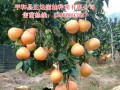 重慶三紅蜜柚苗種植管理視頻資料 (2513播放)