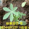 【蘭州-山東羽扇豆栽培基地@@性?xún)r(jià)比高的羽扇豆批發(fā)價(jià)格@裕馨@值得信賴(lài)】