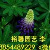 哪里出售質(zhì)量好的羽扇豆；裕馨花卉專業(yè)供應(yīng)羽扇豆；提供品質(zhì)優(yōu)良的魯冰花種植批發(fā)