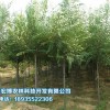 想要選購(gòu)苗木種植就來青海宏博農(nóng)林|綠化苗木批發(fā)