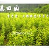 重慶開州李子苗批發(fā)價格，茂縣蜂糖李苗出售，重慶李子樹苗種植