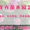 山東花卉苗木供應(yīng)批發(fā)|小葉扶芳藤種植基地