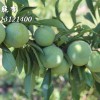 青脆李苗多少錢(qián)一株，四川省茂縣李子樹(shù)苗基地，