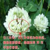 白三葉草坪種子上哪買(mǎi)好_白花三葉草價(jià)格