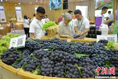 資料圖片，農(nóng)業(yè)博覽會(huì)。 <a target='_blank'  _fcksavedurl='http://www.chinanews.com/'>中新社</a>記者 張浪 攝