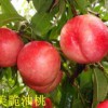 山東哪家桃樹(shù)苗供應(yīng)商好-桃樹(shù)苗批發(fā)