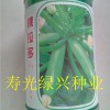 洪荒之力搜索（綠興）-西葫蘆-耐熱型-產(chǎn)量-壽光綠興種業(yè)