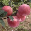 山東蘋(píng)果苗價(jià)格信息——蘋(píng)果苗批發(fā)