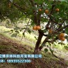 苗木種植找青海宏博農林_品種優(yōu)良 青海苗木批發(fā)