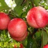 壽光桃樹(shù)苗批發(fā) 優(yōu)質(zhì)桃樹(shù)苗就在鑫瑞果蔬公司