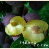 脆紅李苗價(jià)格行情