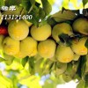 蜂糖李子苗產(chǎn)量多少？