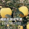 魯麗蘋(píng)果苗，水蜜桃蘋(píng)果苗，維納斯黃金蘋(píng)果樹(shù)苗