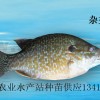 雜交太陽魚苗、雜交太陽魚水花、金邊太陽魚苗