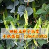 四棱豆種子批發(fā) 四角豆 揚(yáng)桃豆 翼豆 瓜果蔬菜種子