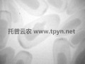 農(nóng)用透視儀在油豆蟲害防治中應(yīng)用效果良好