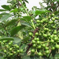 水富花椒苗，水富花椒種植技術(shù)