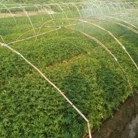 花椒苗、普定花椒杯苗、普定花椒杯苗價格