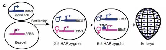 ▲BBM1基因是啟動胚胎發(fā)育的開關(guān)（圖片來源：參考資料[1]）